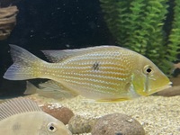 South American Cichlids