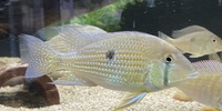 South American Cichlids