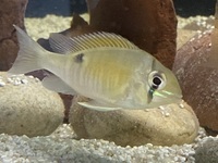 South American Cichlids