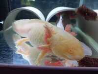 Golden Albino breeding pair of axolotl