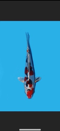 2x koi for sale £50 each or £75 for the pair.