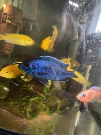 Malawi Cichlids for sale, peacocks, yellow labs