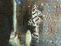 L236 SW RB line x 5 Plecos Sub Adults 5cm