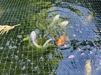 SOLD.   10 large koi carp for sale