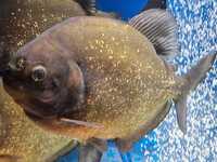 6 large red bellied piranha