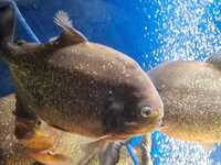 6 large red bellied piranha