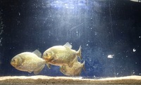 3 x Piranhas 7 inches £150 Newton Aycliffe