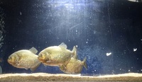 3 x Piranhas 7 inches £150 Newton Aycliffe