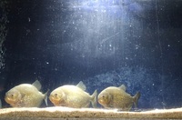 3 x Piranhas 7 inches £150 Newton Aycliffe