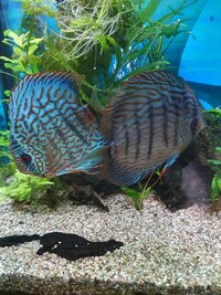 Home bred discus for sale