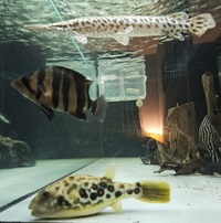 Cross River puffer fish