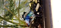 Double and veil tail koi bettas available