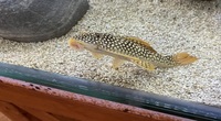 Plecos … L14, L114, L200 L177 & whiptail