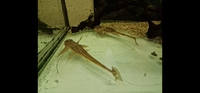 Breeding group of crying whiptails