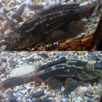 Rusty pleco L310 £20