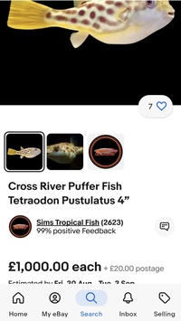 Cross River puffer fish