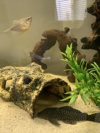 Gold Nugget pleco