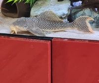 Sunshine pleco 12inch £180