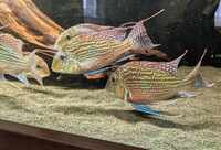 South american cichlids