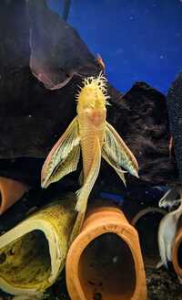 Longfin Gold Bristlenose