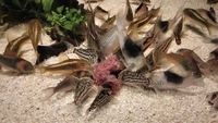 Rare corydoras for sale Ornatus, Lessex, Parallelus, black diamond, green and gold lasers