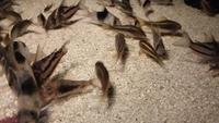 Rare corydoras for sale Ornatus, Lessex, Parallelus, black diamond, green and gold lasers