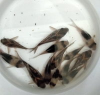 Rare corydoras for sale Ornatus, Lessex, Parallelus, black diamond, green and gold lasers