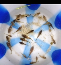 Rare corydoras for sale Ornatus, Lessex, Parallelus, black diamond, green and gold lasers