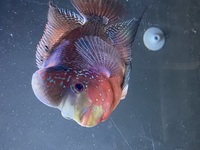 Flowerhorn swaps for Santa parrot or crystal parrot