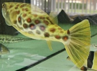 Cross River puffer fish