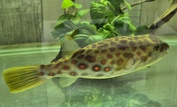 Cross River puffer fish