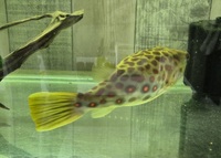 Cross River puffer fish