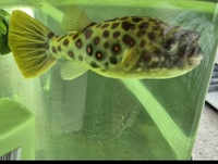 Cross River puffer fish