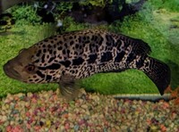 Tiger cichlid £20