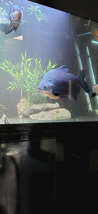 14inch+ Pacu in Greater Manchester - FOR FREE- swaps accepted.