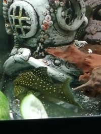 L200 green phantom plec 6-7 inch corydoras venezuela x10