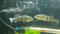 Peacock bass for sale.azul and ocellaris £50