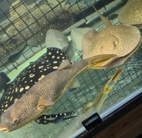 Albino stingray/MBU Puffer