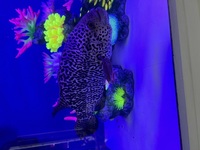 12inch Female Jaguar Cichlid £50