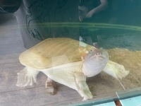 Large albino soft shell