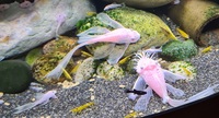 Breeding Pair LONGFIN Snow White Bristlenose Pleco’s