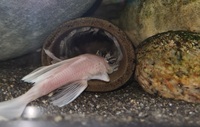 Breeding Pair LONGFIN Snow White Bristlenose Pleco’s