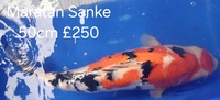 Koi for sale