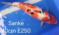 Koi for sale