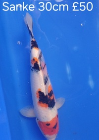 Koi for sale