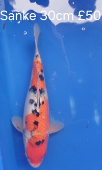 Koi for sale