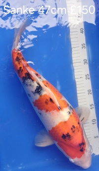 Koi for sale