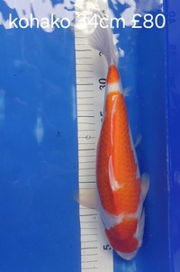 Koi for sale