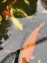 Koi & Fish for Sale - Job Lot