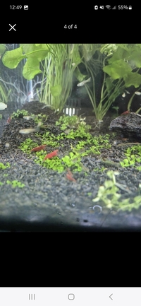 100 Cherry Shrimps